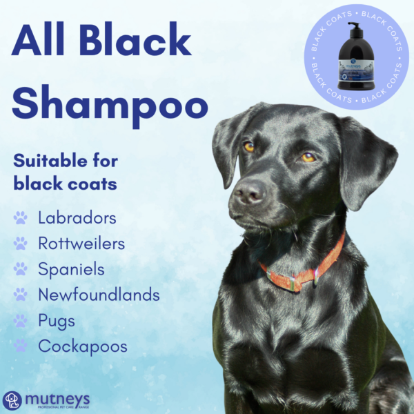 All Black Mutneys Dog Shampoo