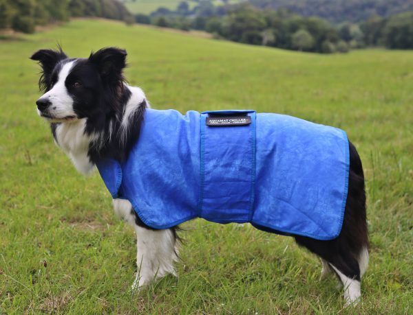 Aquamat Chiller Cool Coat worn by dog