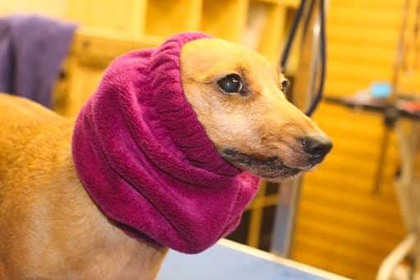 Snood fitted on dog