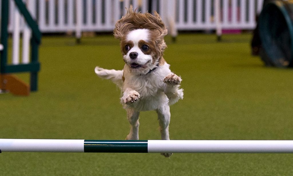 Crufts Show Jumping