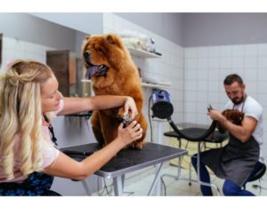 10 ways to keep your dog grooming salon clean and safe