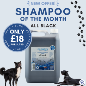 All_Black_Shampoo_of_the_Month_Mutneys_June_Offer